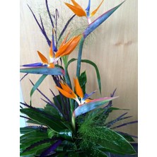 Starliçe (Cennet Kuşu Çiçeği) Strelitzia Nicolai 60 cm