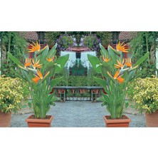 Starliçe (Cennet Kuşu Çiçeği) Strelitzia Nicolai 60 cm