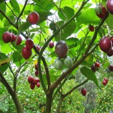 Tamarillo Domates Ağacı 100-150 cm Meyve Verme Durumunda