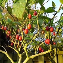 Tamarillo Domates Ağacı 100-150 cm Meyve Verme Durumunda