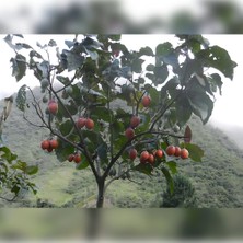 Tamarillo Domates Ağacı 100-150 cm Meyve Verme Durumunda