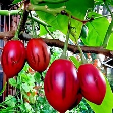 Tamarillo Domates Ağacı 100-150 cm Meyve Verme Durumunda