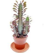 Euphorbia Trigona Rubra - Süt Ağacı Kaktüs - Ev Ofis Salon Iç Mekan Bitkisi - 30 cm