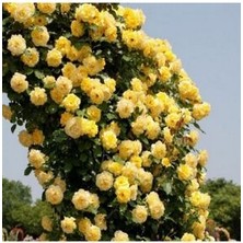 Sarı Sarmaşık Gül Tohumu Sarı Gül Tohumu Ekim Seti 5 Adet Tohum + Saksı + Toprak Hediye Tohum