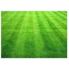 Çim Tohumu 7 Karışımlı Ithal Çim 10 Yıllık Ömürlü 1kg