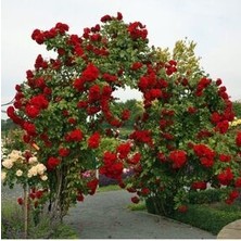 Kırmızı Sarmaşık Gül Tohumu Kırmızı Gül Tohumu 5 Adet Tohum Sürpriz Hediye Tohum