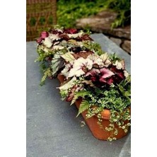 Karışık Kolyos Yaprak Güzeli Çiçek Tohumu (50 Adet)