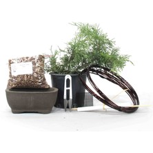 Seika Ardıç (Çin Ardıcı) Bonsai Başlangıç Kiti - No.2