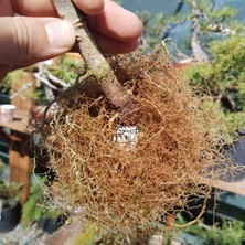 Seika Trichoderma Yararlı Kök Mantarı (25 Gr)