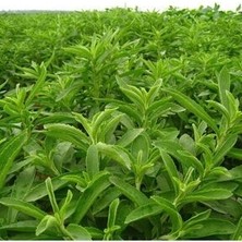 Stevia Tohumu Şeker Otu Tohumu 100 Adet Tohum
