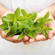 Stevia Tohumu Şeker Otu Tohumu 500 Adet Tohum
