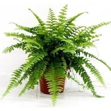 Aşk Merdiveni Bitki