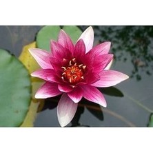 Lotus Çiçeği Tohum Nilüfer Çiçeği Tohumu 100 Adet