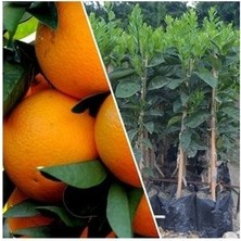 Portakal Fidanı