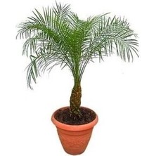 Cocos Palmiyesi Ağacı Tohum Yetiştirme Kiti