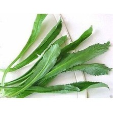 Çin Kişniş Tohumu Uzun Çin Kişnişi Tohumu 25 Adet Tohum