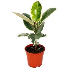 Ficus Elastica Tineke Kauçuk Kauçuk Variegata 30 cm Saksı Bitkisi - Ev Bitkisi