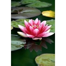 Lotus Çiçeği Tohum Nilüfer Çiçeği Tohumu 75 Adet Tohum