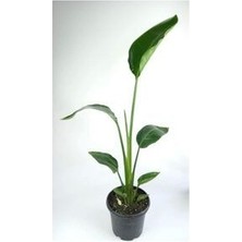 Starliçe- Beyaz Cennet Kuşu Bitkisi