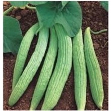 Acur Tohum Geleneksel Acur Tohumu 15 Adet Tohum