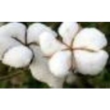 Süper Paket Pamuk Tohumu Ithal Pamuk Tohum 2000 Adet Tohum