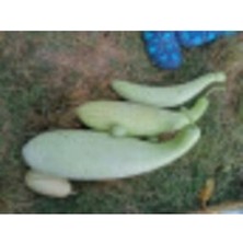 Haylan Kabağı Tohumu Heyelan Kabağı Tohumu 3 Adet Tohum Yetiştirme Kiti