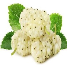 Beyaz Dut Tohumu 5 Adet Tohum + Saksı + Toprak