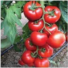 Sırık Domates Tohumu Ekim Seti 5 Tohum +Saksı + Toprak