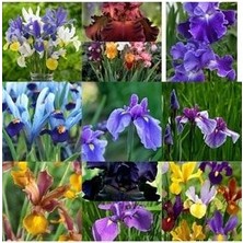 20 Adet Iris Süsen Soğanı 20-40 cm Sürgün Vermiş