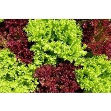 Kırmızı Marul Tohumu Kıvırcık Lolorosso Marul Tohumu 100 Adet Tohum