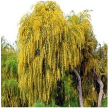 Kıbrıs Akasya Ağacı Tohumu Ekim Seti 5 Adet Tohum + Saksı + Toprak