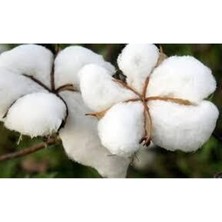 Pamuk Tohumu Ithal Pamuk Tohum 25 Adet Tohum