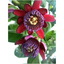 Dev Passiflora Çarkıfelek Çiçeği Tohumu(5 Tohum)
