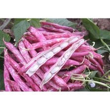 Süper Paket Oturak Barbunya Tohumu 150 Adet Tohum