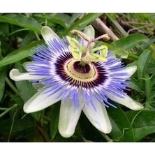 Mavi Passion(Çarkıfelek) Çiçeği Tohumu (5 Tohum)