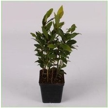 Çok Köklü Defne Fidanı 40-60 cm