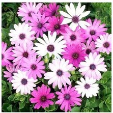 Bodrum Papatya Çiçeği Tohumu Karışık Tohum