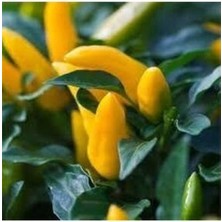 20 Adet Tohum Acı Süs Biberi Tohumu Fındık Biberi Tohumu Topak Biber Tohum