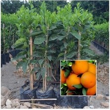 Portakal Fidanı