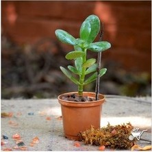 Crassula Ovata Para Çiçeği Şans Çiçeği