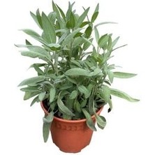 Adaçayı Fidesi Saksıda Adaçayı Fidanı 25-50 cm 2 Yaş Üzeri