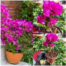 Bodur Begonvil Fidanı