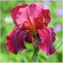 2 Adet Fuşya Renk Iris (Süsen) Germanica Çiçek Soğanı