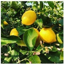 Yedi Veren Limon Fidanı