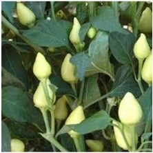 20 Adet Tohum Acı Süs Biberi Tohumu Fındık Biberi Tohumu Topak Biber Tohum