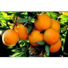Portakal Fidanı