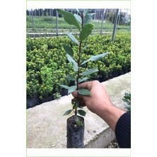 Defne Fidanı 40-60 cm