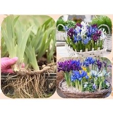 10 Adet Saksılık Iris Süsen Soğanı Germany Iris