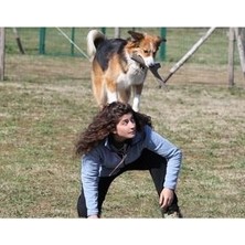 Bama Köpekler Için At Tut Getir Oyun Çubuğu