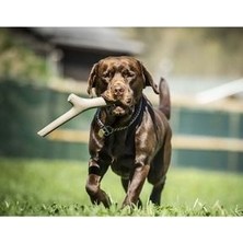 Bama Köpekler Için At Tut Getir Oyun Çubuğu